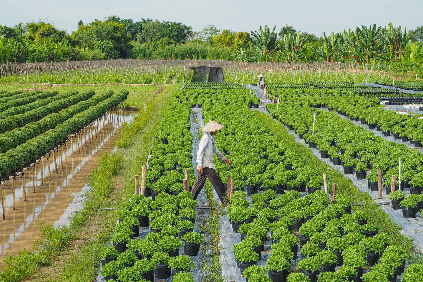 Khu vực Phụng Công, Văn Giang, Hưng Yên (ảnh minh họa)